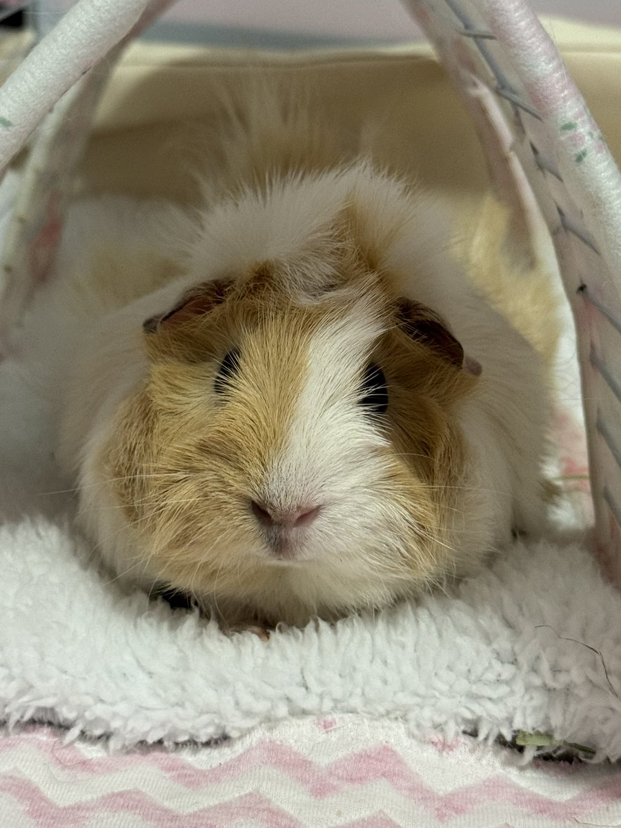 料理低手鼠师傅 (@pervertedxxs) on Twitter photo 