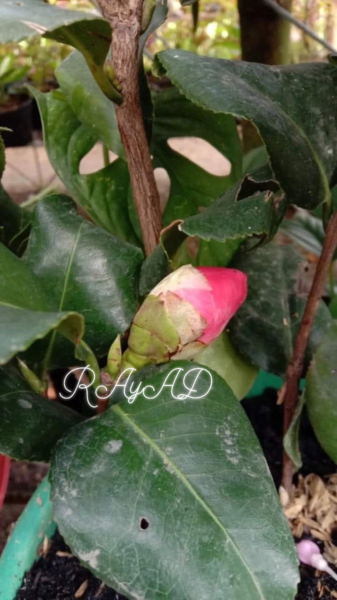 Excel_Dee's tweet image. Hukum Sebab Akibat Itu Berlaku. Karma Itu Nyata. 
Dalam hidup, tidak ada satu pun tindakan yang benar-benar hilang atau lenyap begitu saja.
Setiap kata yang kita ucapkan, setiap perbuatan yang kita lakukan, setiap niat yang kita simpan… semuanya akan kembali pada kita dalam…