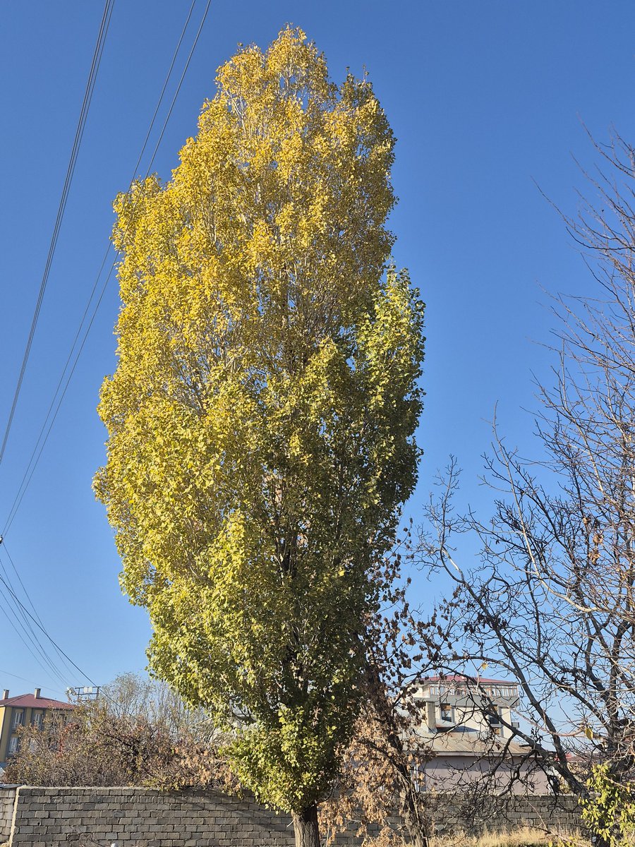 Bu nasıldır Rabbim ,tek ağaçta birçok renk geçişi SubhanAllah💜💜☝️
#Vanİstasyon