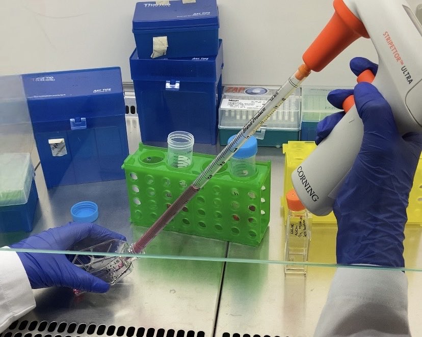 🧫🔬 Celia, Úrsula y Lidia (2.º BIE) han trabajado en la ULE en el proyecto “Cultivo y congelación de células mesenquimales del tejido adiposo” ❄️
#BIE #somosBIEsomosCiencia #proyectocultivocélulas #ieslossauces #benavente #unileon <a href="/sauces49000391/">IES LOS SAUCES</a> <a href="/unileon/">Universidad de León</a>