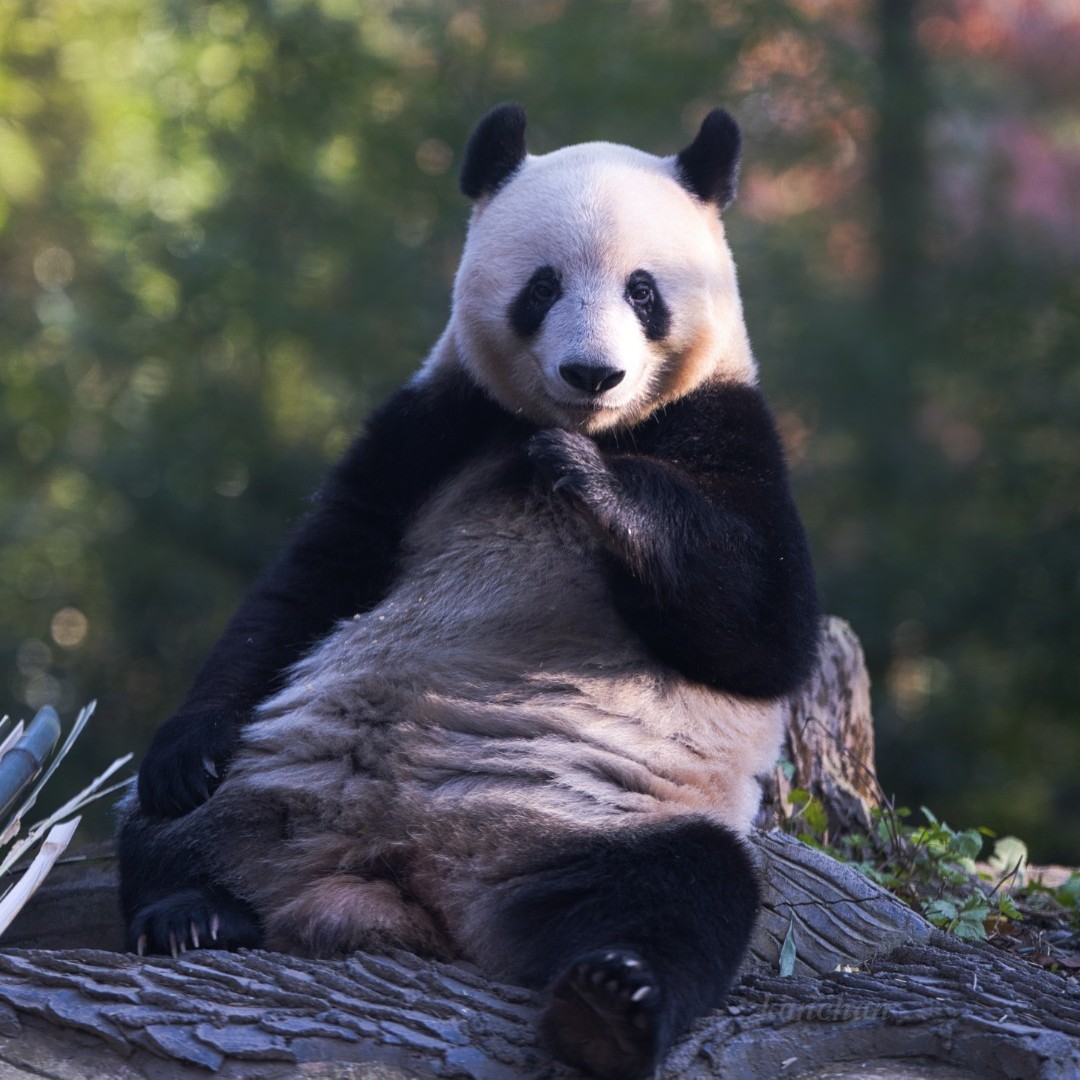 kanchan (@kan_xiangxiang) / Posts / X