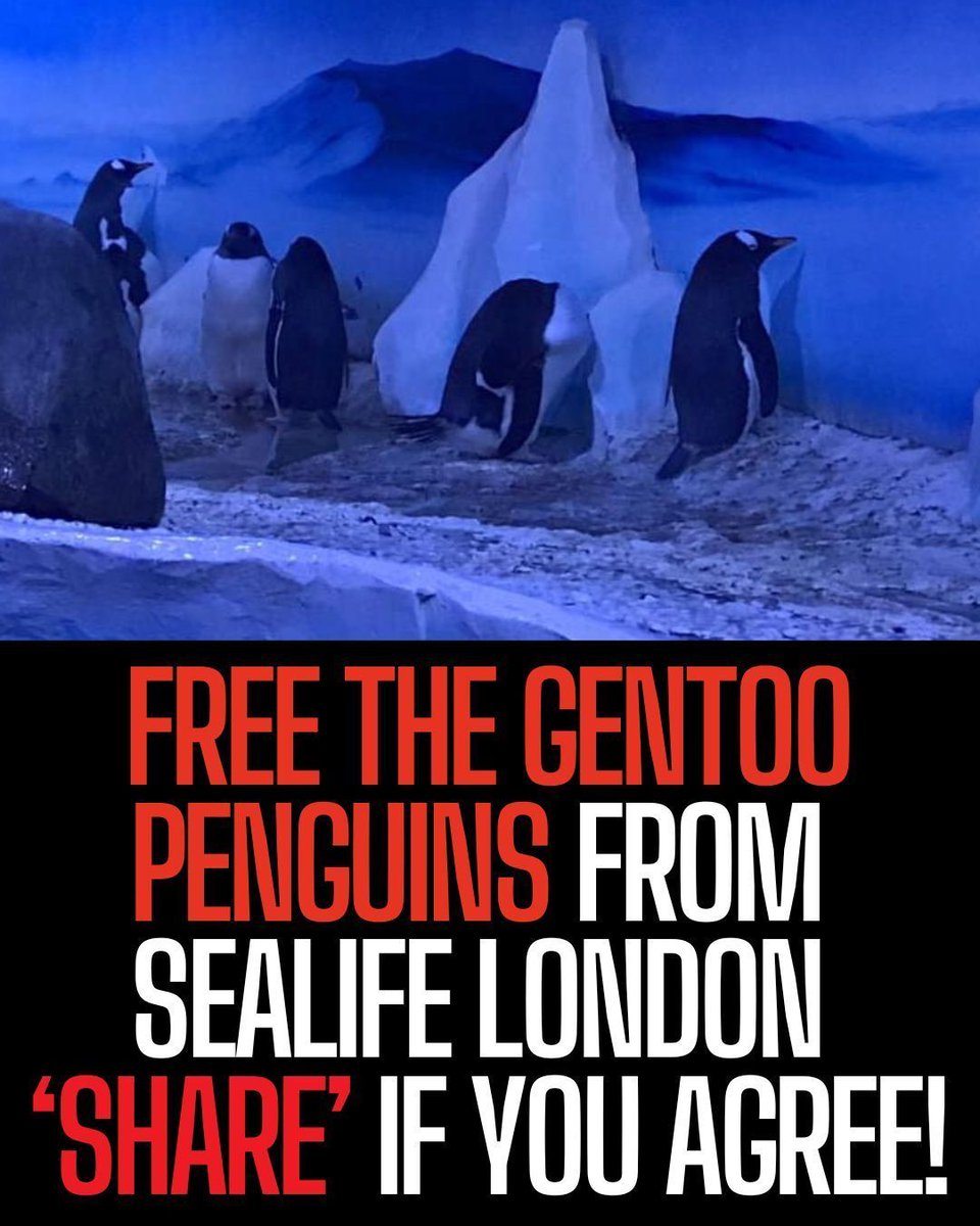 ProtectTheWild_'s tweet image. This is no life for a penguin. &apos;Share&apos; if you agree!