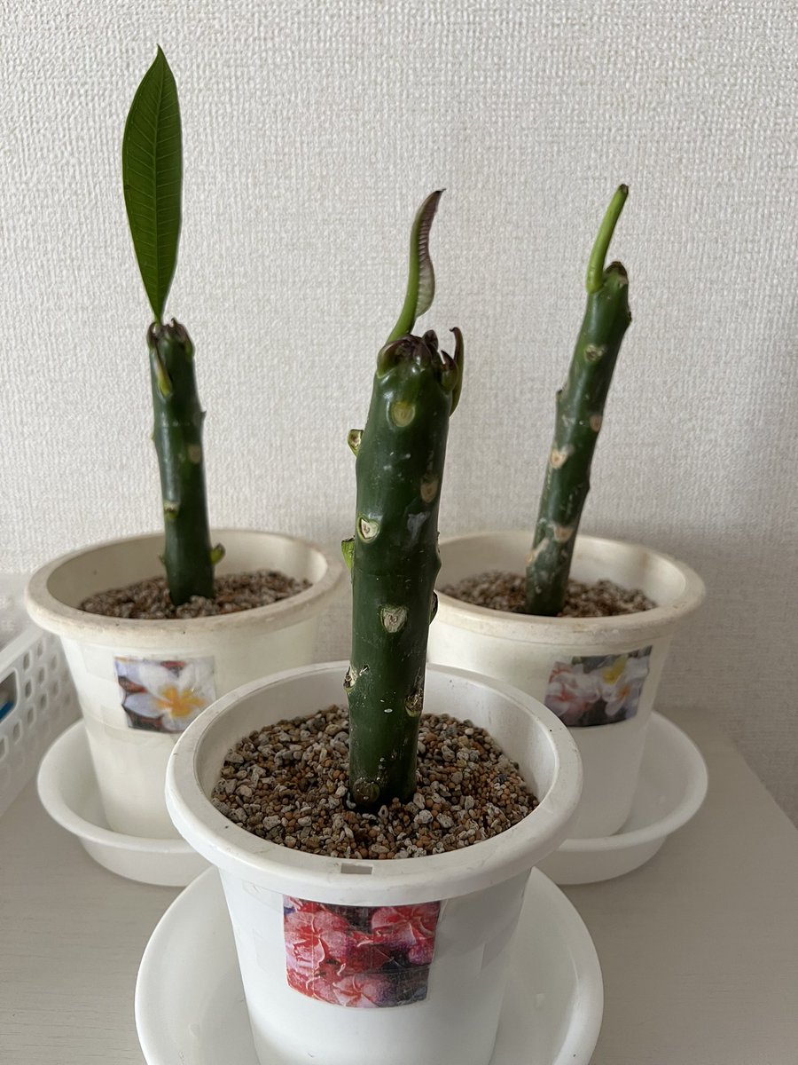 zappy008's tweet photo. 植物���心者なのだけど、プルメリアの挿木を貰ったのでネット情報鵜呑みで土買ってきて鉢に挿してみた。
チコリータみたいなやついる
時期的に寒くてダメかもしれないけど、なんとか定着してくれー https://t.co/0bSC0XAQvY