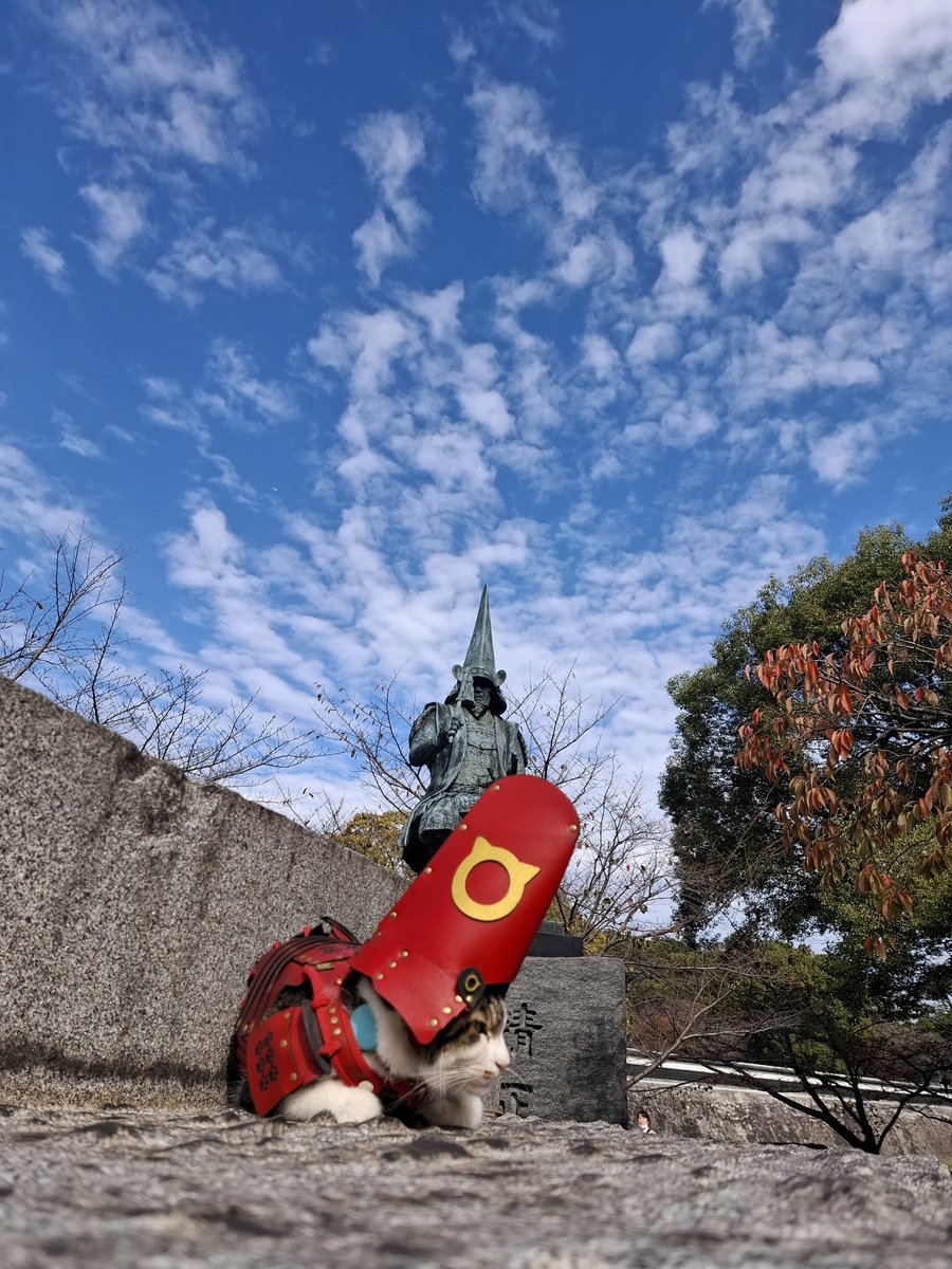 熊本猫 小鉄 (@ZIPPO0833) / Posts / X