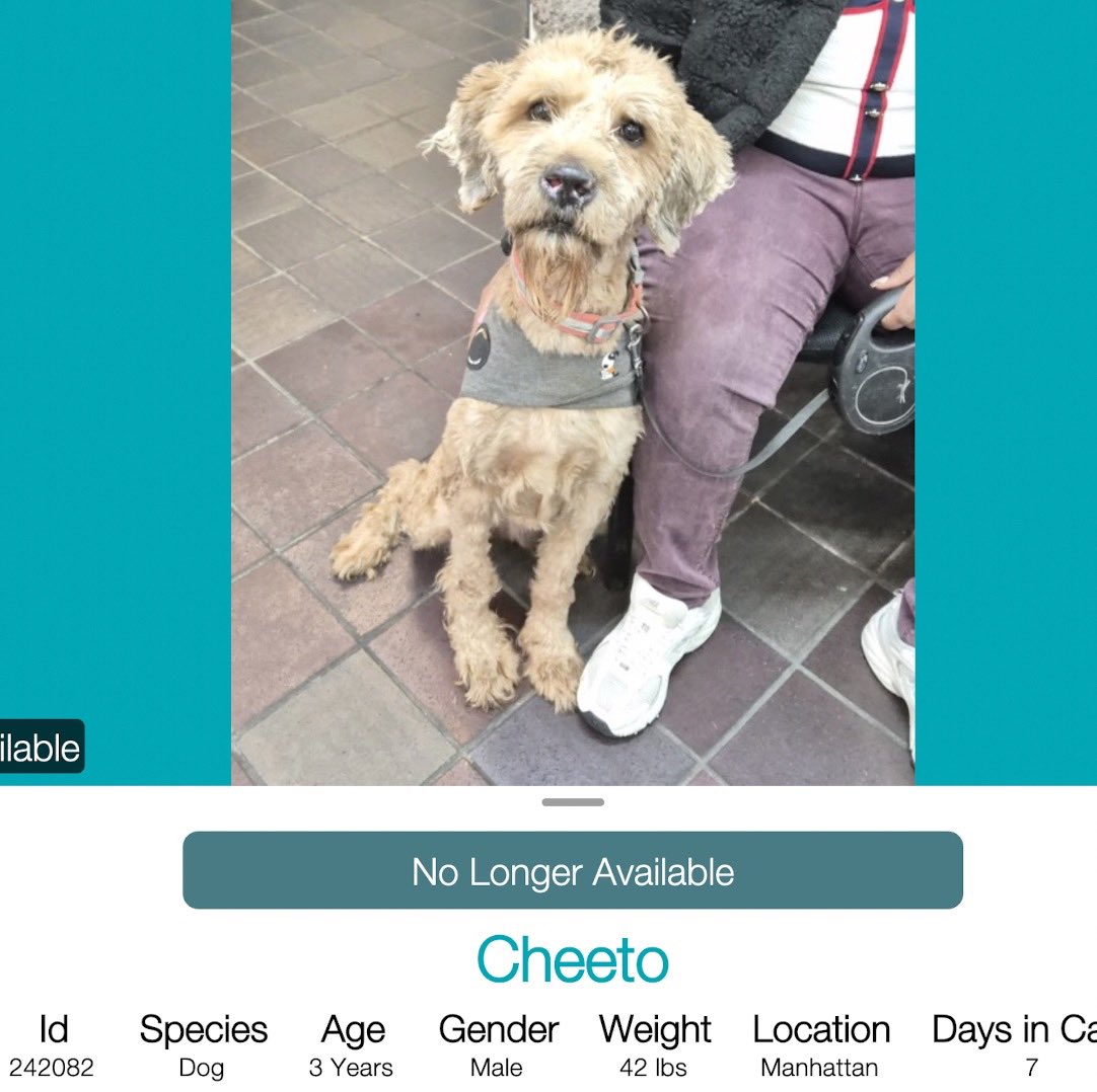 ALERT
SOS
EMERGENCY

CHEETO was just removed from NYC shelter list. He is RESCUE only. Those Assholes at NYC shelters Manhattan location just made it more difficult to help Cheeto. 

Let’s help get  #Pledges in hopes of New Hope Rescue to safe this sweet angel

PROTECT CHEETO