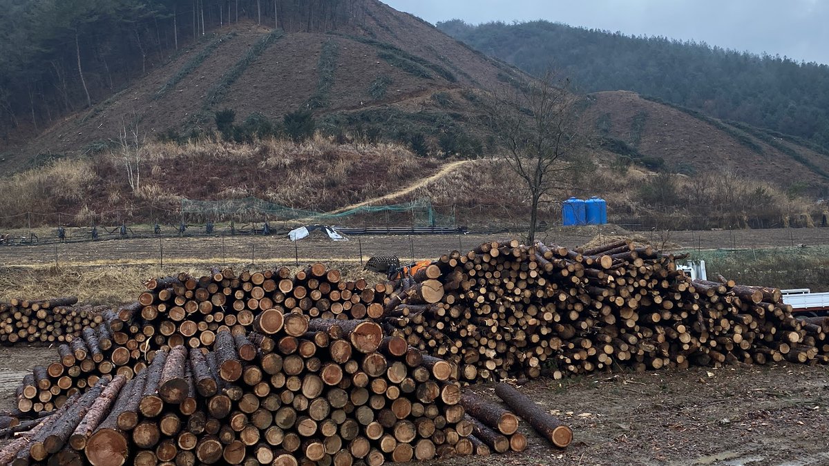 ppptec's tweet image. 비오는 날인데도 벌목 작업을 하고 있다.
산림청이 숲을 파괴하고 있다.
멀쩡한 나무를 잘라내는 꼴을 보고 있자니 속이 터지고 
나무를 잘라 팔아 먹느라 정신없는 목재상들을 보니 기가 막힌다.
이 와중에 동네 사람들은 나무 한 차 얻으려고 혈안이다.

인간이 변하지 않은 채 
오늘의 거주 불가능…