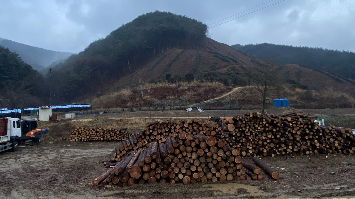 ppptec's tweet image. 비오는 날인데도 벌목 작업을 하고 있다.
산림청이 숲을 파괴하고 있다.
멀쩡한 나무를 잘라내는 꼴을 보고 있자니 속이 터지고 
나무를 잘라 팔아 먹느라 정신없는 목재상들을 보니 기가 막힌다.
이 와중에 동네 사람들은 나무 한 차 얻으려고 혈안이다.

인간이 변하지 않은 채 
오늘의 거주 불가능…