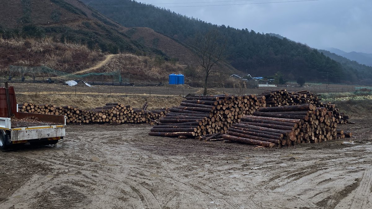 ppptec's tweet image. 비오는 날인데도 벌목 작업을 하고 있다.
산림청이 숲을 파괴하고 있다.
멀쩡한 나무를 잘라내는 꼴을 보고 있자니 속이 터지고 
나무를 잘라 팔아 먹느라 정신없는 목재상들을 보니 기가 막힌다.
이 와중에 동네 사람들은 나무 한 차 얻으려고 혈안이다.

인간이 변하지 않은 채 
오늘의 거주 불가능…