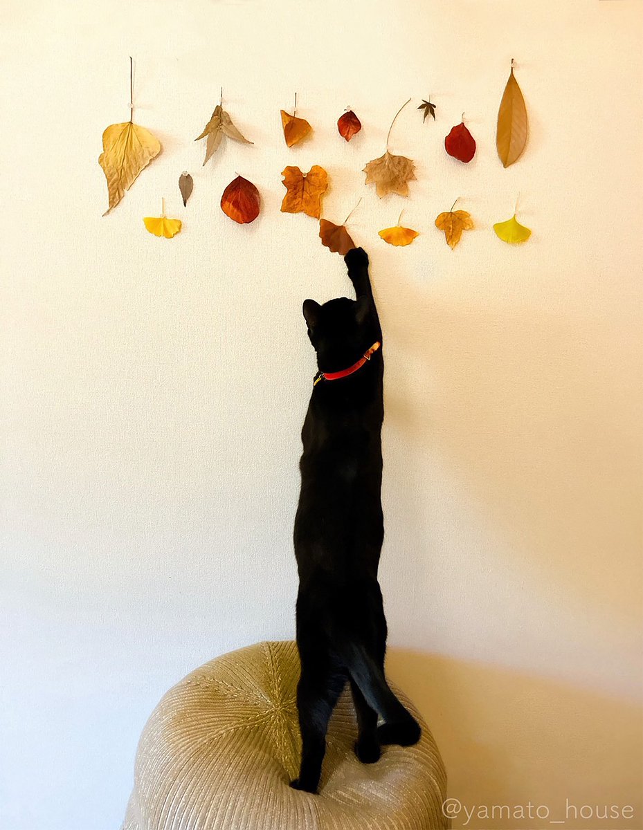 house_yamato's tweet image. 今年もやってます