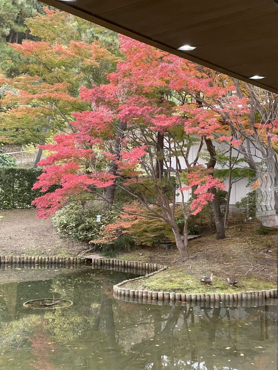 イベントのお知らせ】 紅葉真っ盛りの季節🍁 横浜 三溪園の望塔亭にて