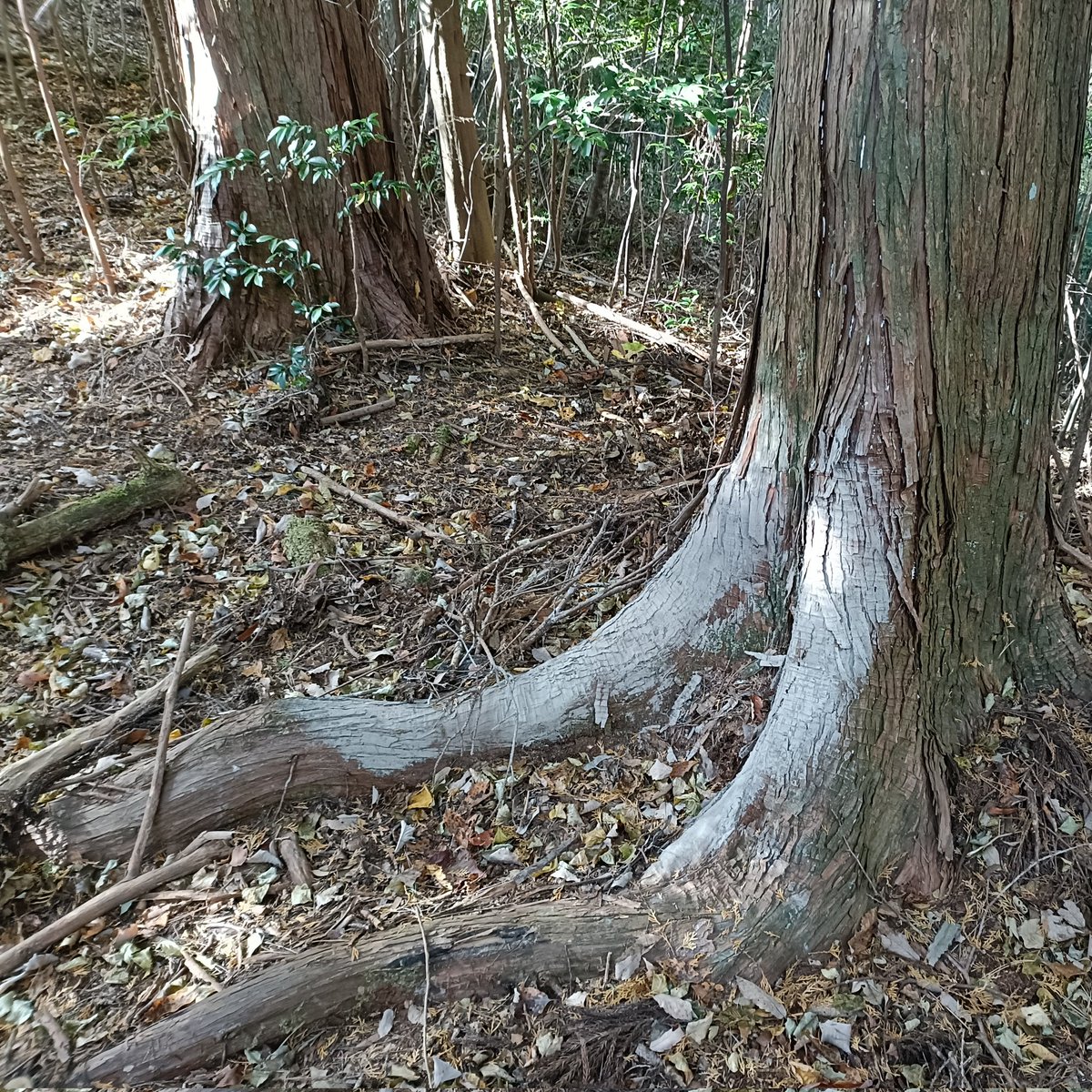 獣の痕跡は多かったですがマダニは1頭も見ませんでした