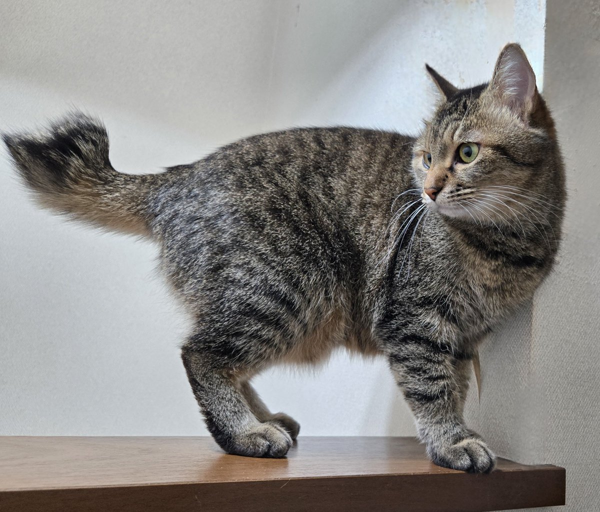dolphinkicks's tweet photo. ハートしっぽのそらちゃん🐈⬛💙
#ねこ #ねこすたぐらむ #ねこのいる生活 #ねこ写真 #そらちゃん #猫 #猫スタグラム #猫のいる暮らし #猫写真 #cats #catstagram #catlover #catlife #dolphinkicks #PromiseOfShootingStar
https://t.co/0lYCCoGi2i https://t.co/aAR0Xkz4HP