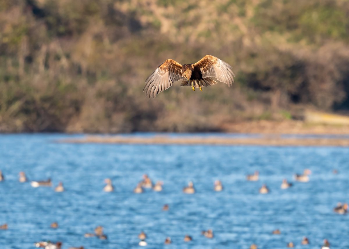 Phill Gwilliam tweet media