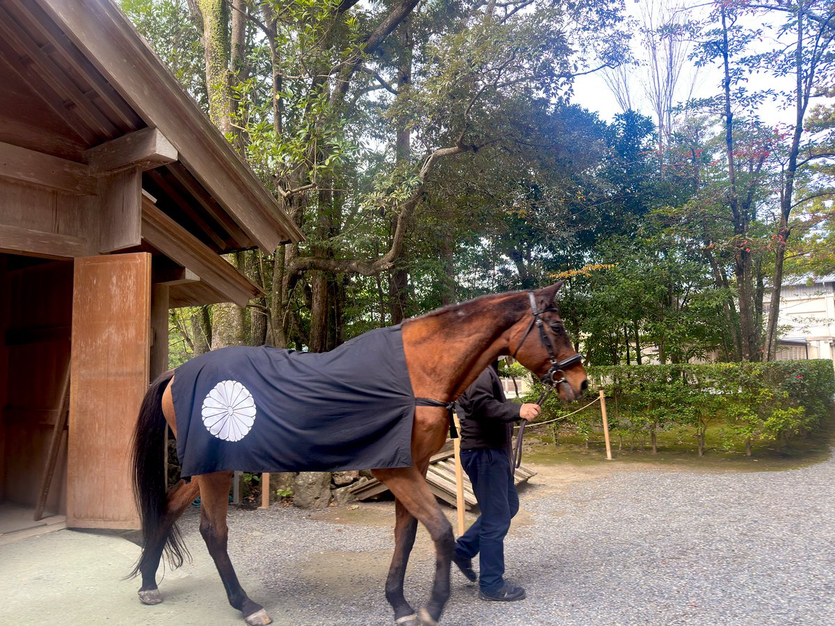 Ajfo98Sh's tweet image. 浜田省吾さんLIVE🎸のポストに
沢山のいいねを頂き
ありがとうございます🙏

すみません😅まだ遊び呆けてます💦
皆さんのポスト覗きに行かせて
頂くまで、ごめんなさい🙏

渚園来たぞ〜😭1988年の
『省吾〜会いに来たよ〜💕』
5台のお初撮影会を✨

伊勢神宮⛩️神馬🐎草新号💕

#浜田省吾 
#渚園