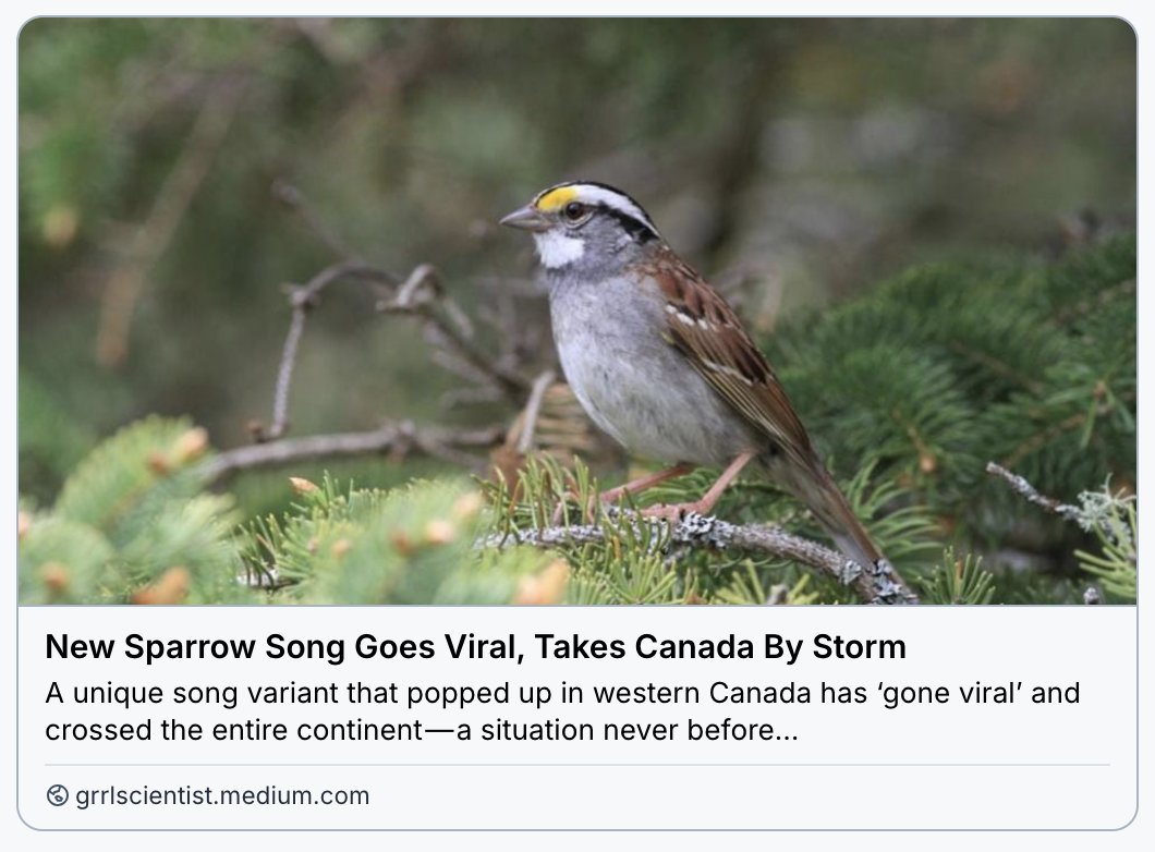 GrrlScientist's tweet image. New Sparrow Song Goes Viral, Takes Canada By Storm

#SciComm by @GrrlScientist

#BirdSong #Songbirds #birds #ornithology #GoViral #behavior #Sparrow #Canada grrlscientist.medium.com/new-sparrow-so…