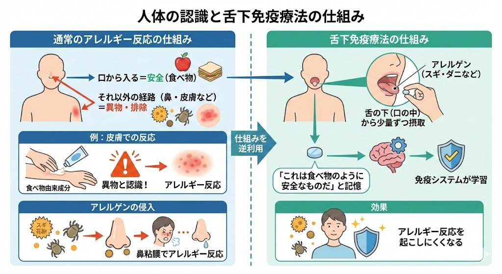 ogikuboshonika's tweet photo. 人の体は、「口から入ったもの＝食べ物」は安全だと学習し、それ以外の経路（皮膚や鼻など）から入ったものは異物と判断して排除しようとする仕組みを持っています。  そのため、食べられるものであっても皮膚に塗ると「これは異物だ」と認識され、アレルギー反応を起こしてしまうことがあります。  この仕組みを逆に利用しているのが舌下免疫療法です。 スギやダニなど、本来は鼻の粘膜でアレルギーを起こす成分を、舌の下（口の中）から少量ずつ取り入れることで、「これは食べ物のように安全なものだ」と体に覚えさせ、アレルギー反応を起こしにくくしていく治療法なのです。
