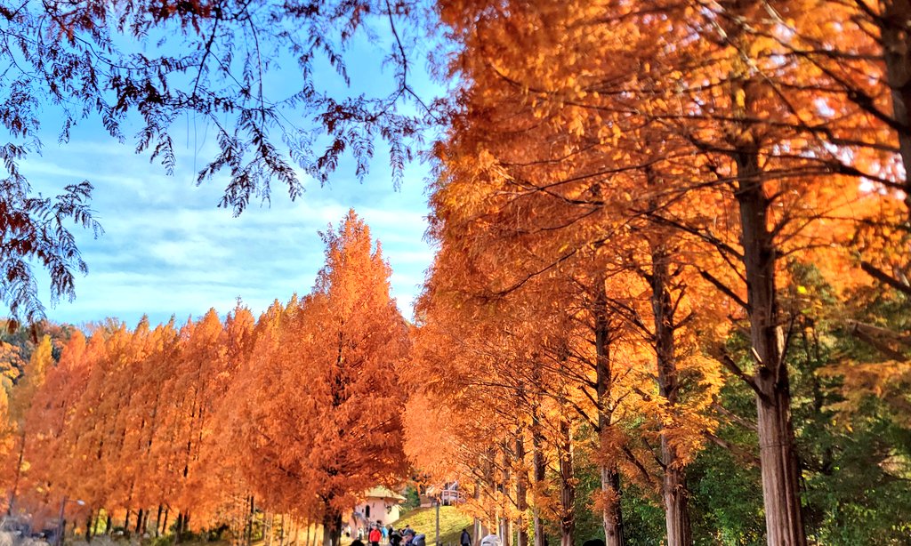 tktk_iruma's tweet image. 今日は飯能でアケボノスギ見たりグラコロ食べたり博物館行ったり図書館で入間市に蔵書のない本借りたりしてきましたへっへっへ