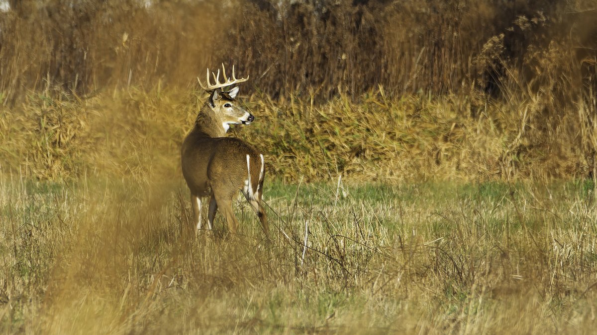 dogwood (@dogwood) on Twitter photo 