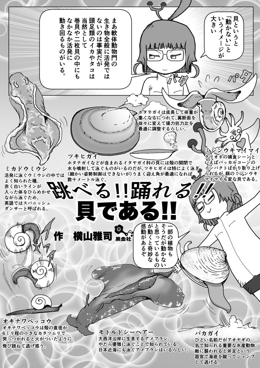 本物のミカドウミウシやん。
#クック先生の動物講座 