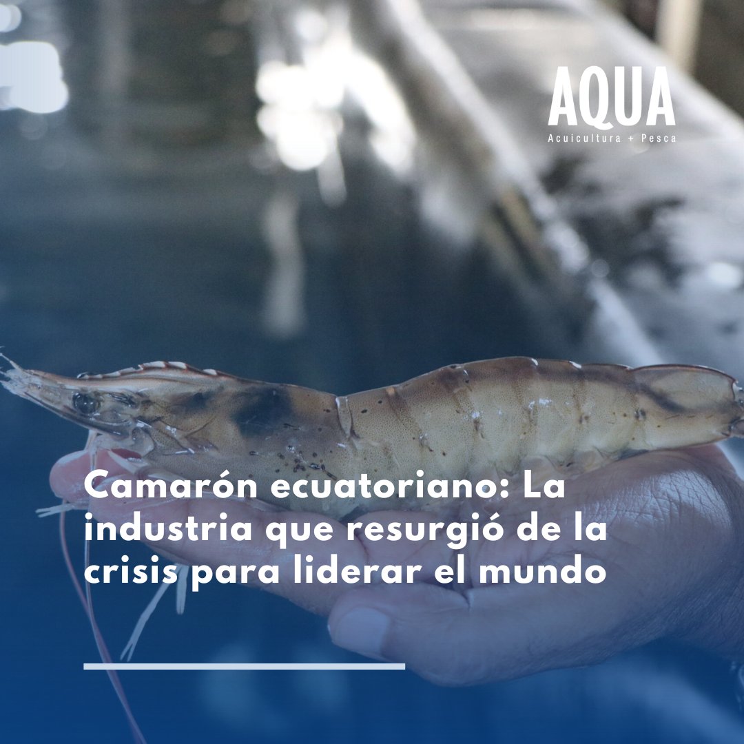 🦐🦐🦐De la caída histórica provocada por la mancha blanca al liderazgo mundial: Una industria que redefine sostenibilidad, tecnología y resiliencia.
👉n9.cl/ggwne