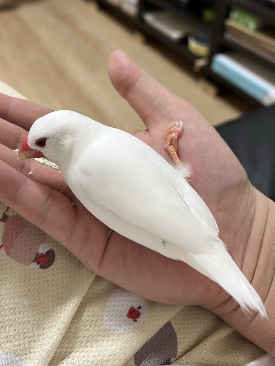 白文鳥のコッコ (@7nNxrg27PIUFCMS) / Posts / X