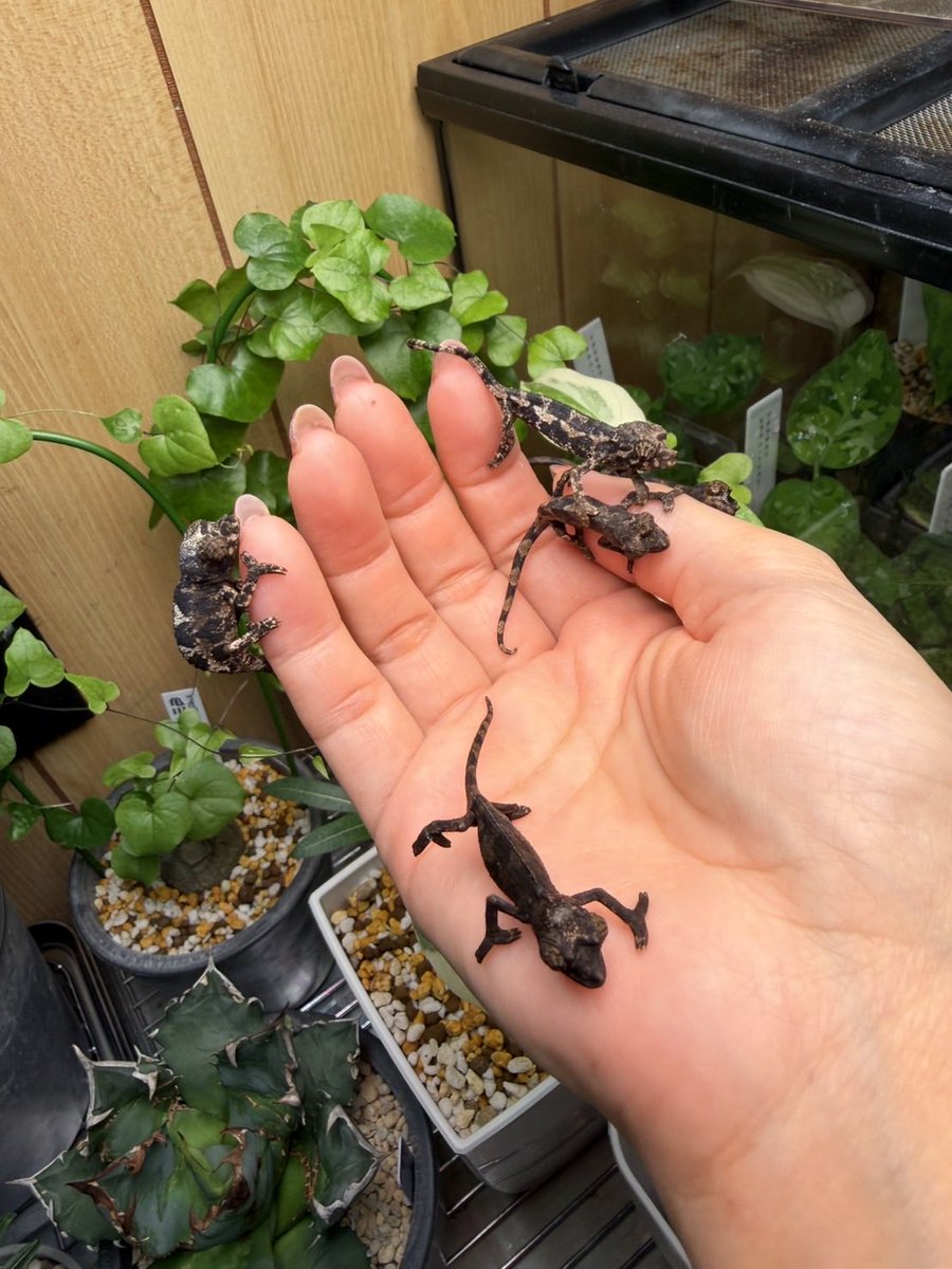 Leon (@Leon_202411) / Posts / X