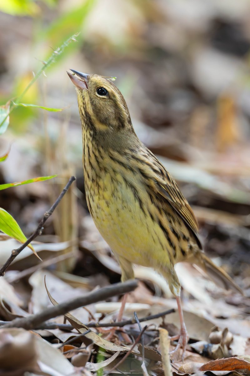 のび〜るアオジさん😆
頭に何かついてる🤭
#アオジ
