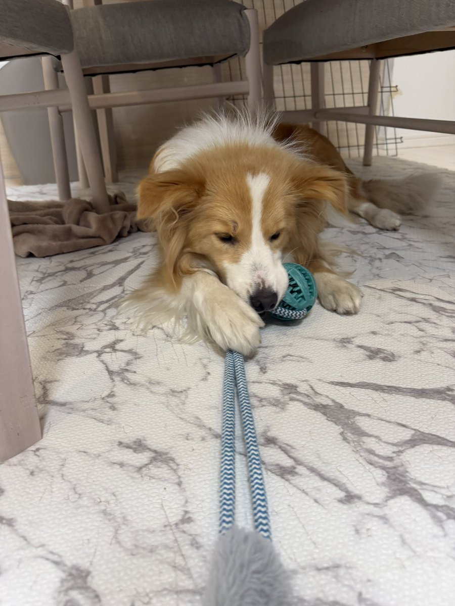 ママポケモンばっか！おこ！！！