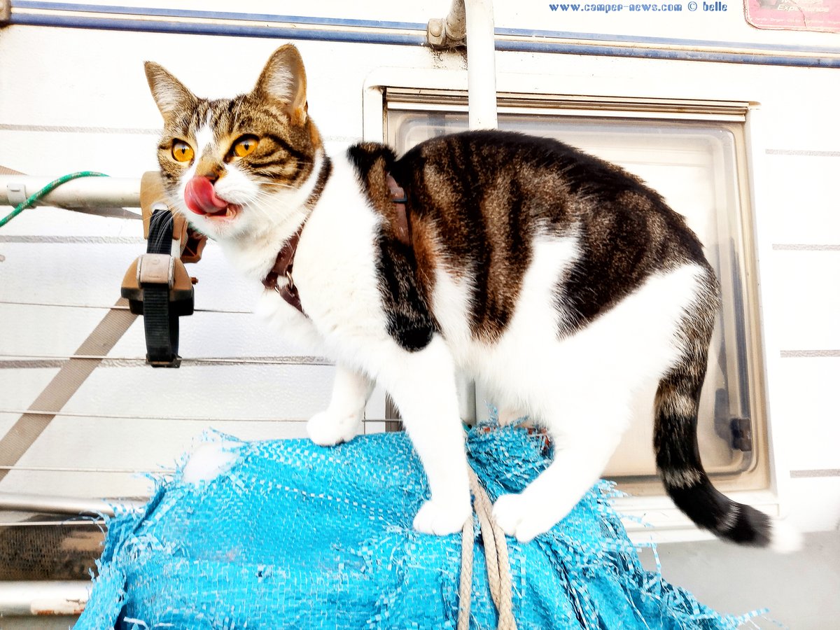 CampingCarBlog's tweet image. ¡Más sol!

Mittwoch, 26. November 2025

#PuertoMotril ─ #Spain #Spanien #Spagna #España

Guten Morgen Puerto Motril ♥

camper-news.com/?p=65945

#CamperNews #Fulltimer #ParkingwithaCamper #wetterfotografie #weatherphotography #followus #CamperCat #missingCat #Shiva #Autumn