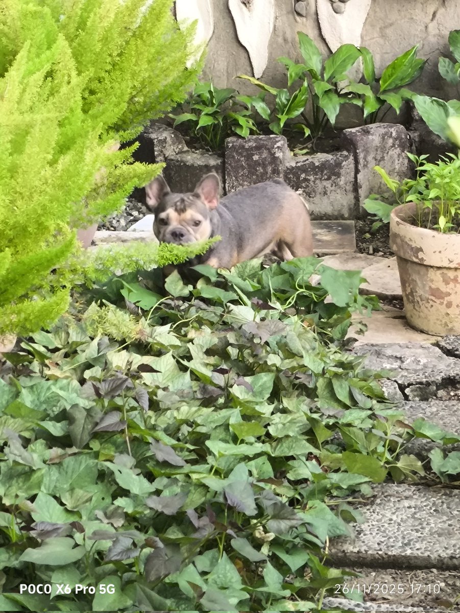 Enzo_positivo's tweet image. sige enjoy sa Garden hehe 
😍
#frenchbulldog 
#frenchie