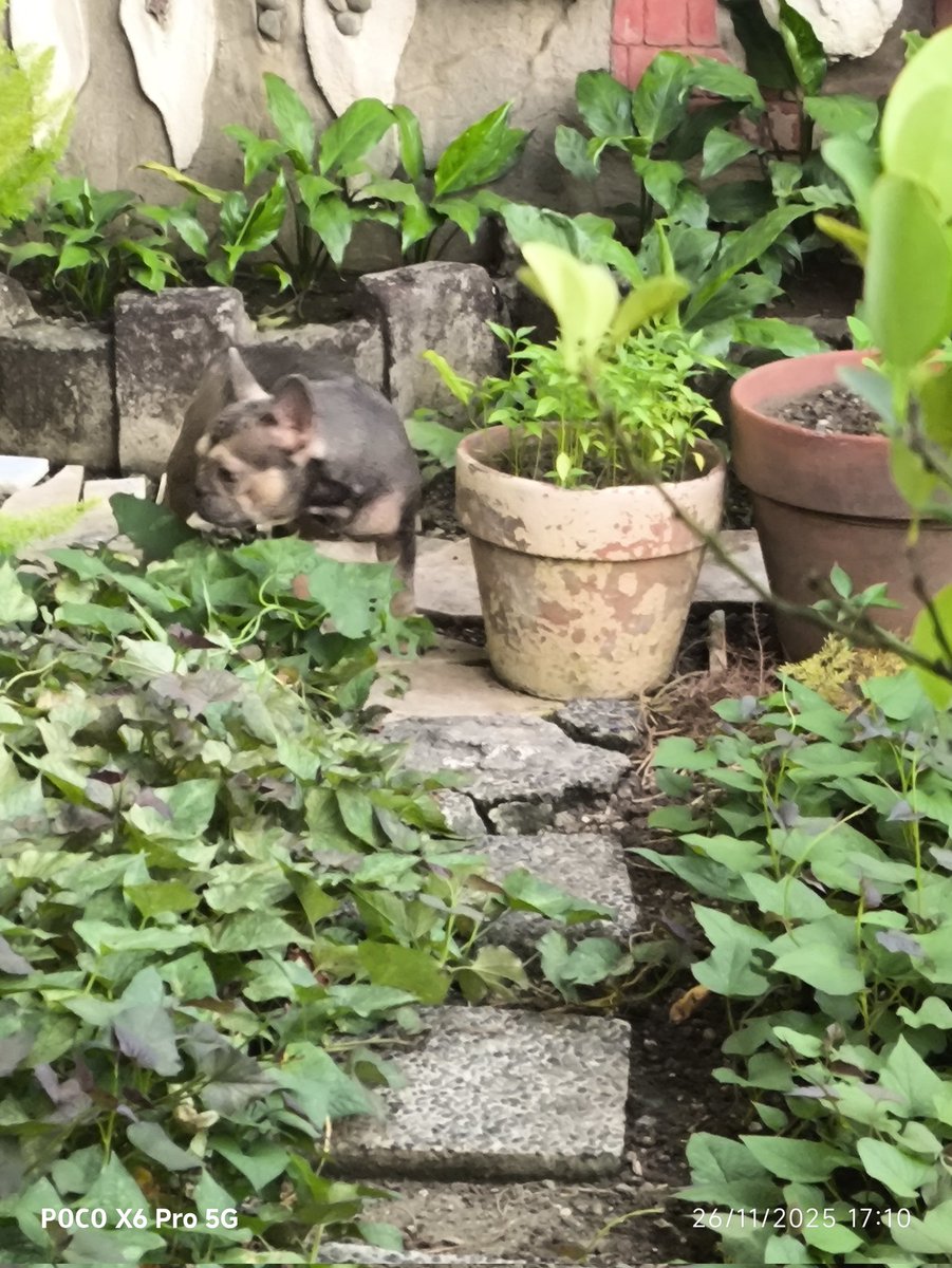 Enzo_positivo's tweet image. sige enjoy sa Garden hehe 
😍
#frenchbulldog 
#frenchie