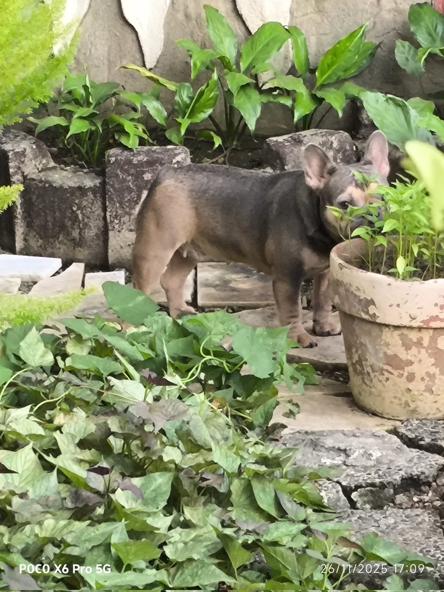Enzo_positivo's tweet image. sige enjoy sa Garden hehe 
😍
#frenchbulldog 
#frenchie
