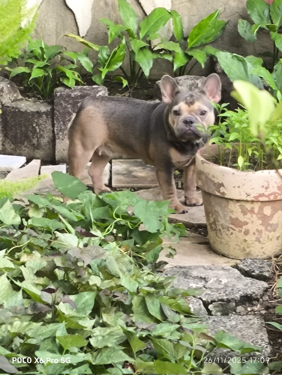 Enzo_positivo's tweet image. sige enjoy sa Garden hehe 
😍
#frenchbulldog 
#frenchie