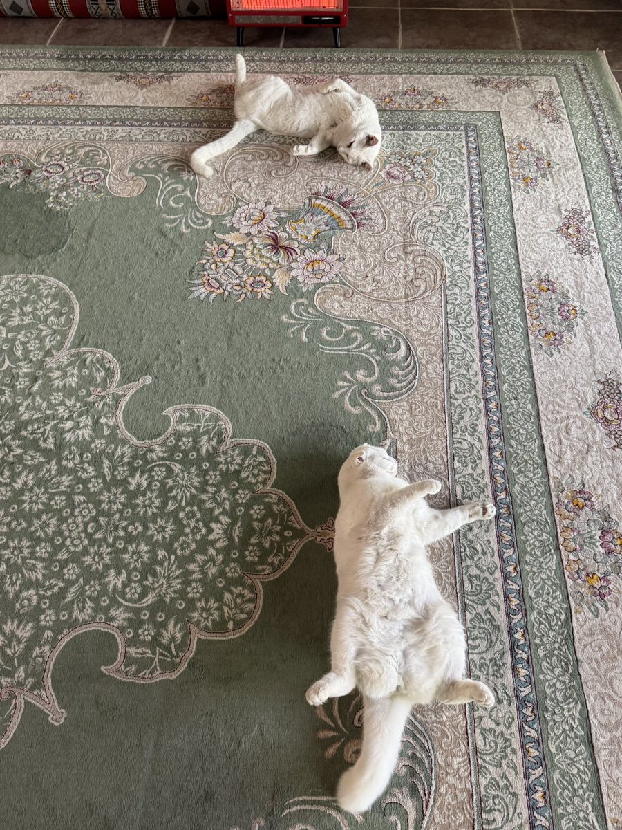 Haru (@haru_11) / Posts / X