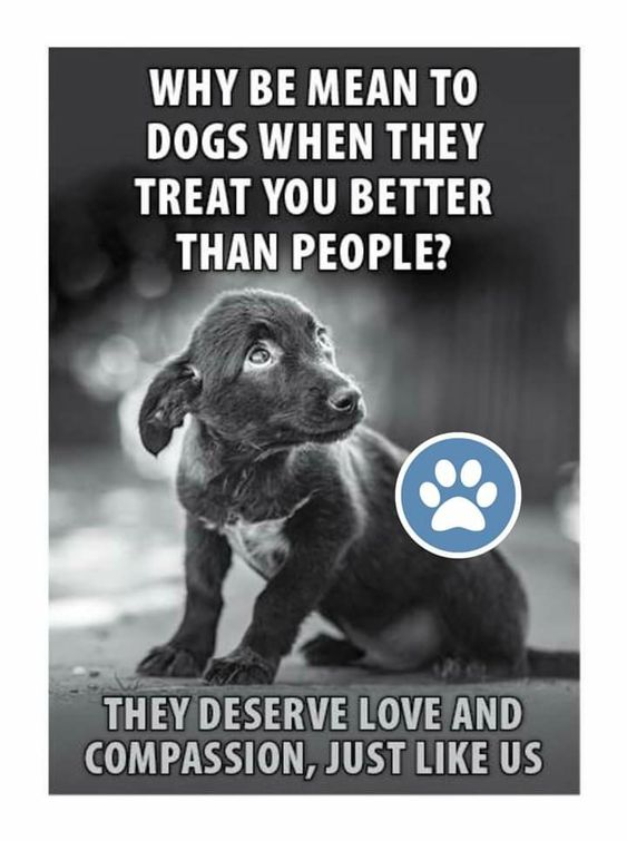 DogLovers03's tweet image. 