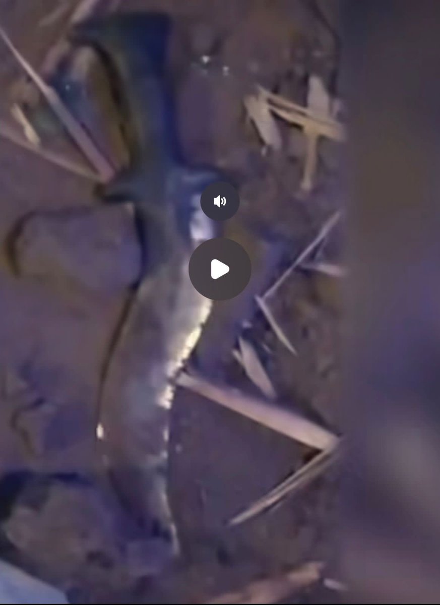 shindespeaks's tweet image. आष्टी पाटोदा शिरूर विधानसभा अध्यक्ष राम खाडे यांच्यावर २६ नोव्हेंबर रोजी जीवघेणा हल्ला झाल्याची घटना घडली. यामध्ये त्यांची प्रकृती चिंताजनक असून उपचार सुरू आहेत. बीडमध्ये तर गुंडाराज चालू आहे. सत्ताधारी पक्षांच्या माध्यमातून हे सगळं सुरू आहे हे प्रथमदर्शनी दिसून येतं आहे.…