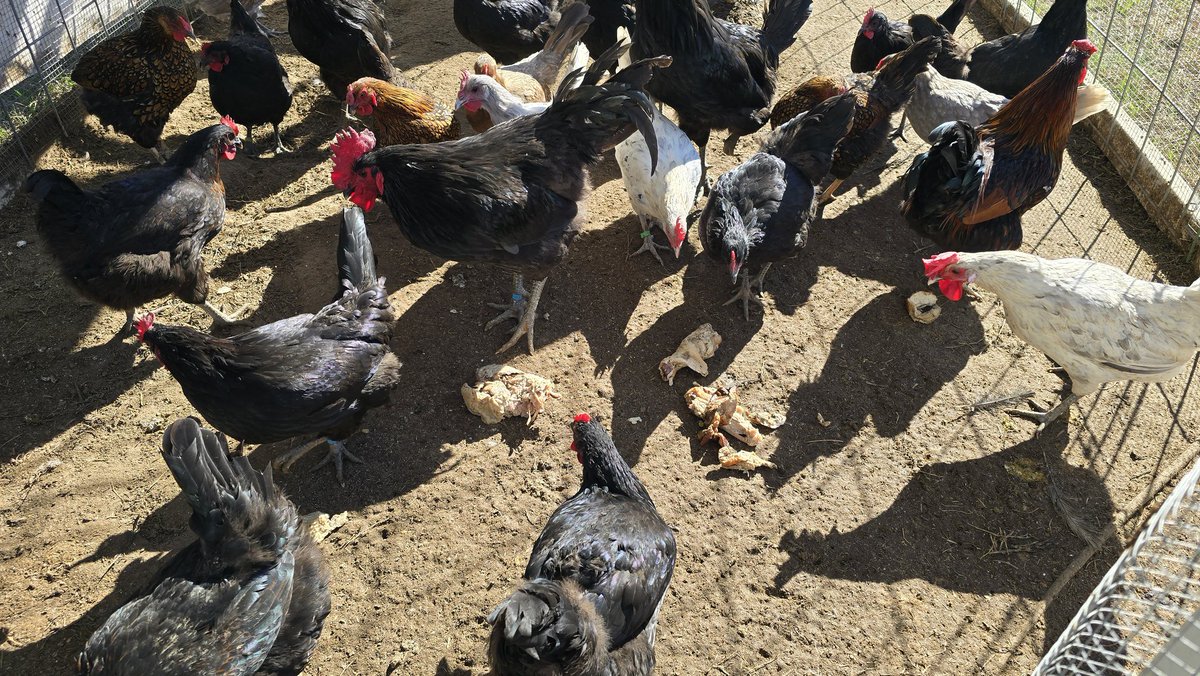 Even the chickens get some turkey today!