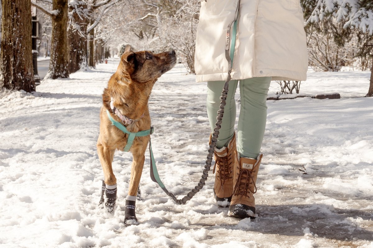 Best Adventure Gifts for Dogs! 🐾🎁
Gear up for outdoor fun with your furry sidekick and discover top picks for adventurous pups and their humans!🏔️

moderndogmagazine.com/articles/best-…