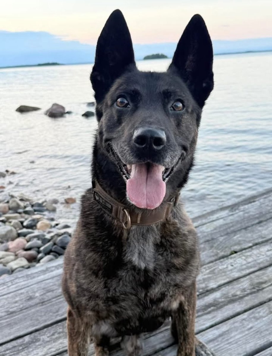 ProjectK9Hero's tweet image. Happy Thanksgiving from the entire pack at Project K-9 Hero!