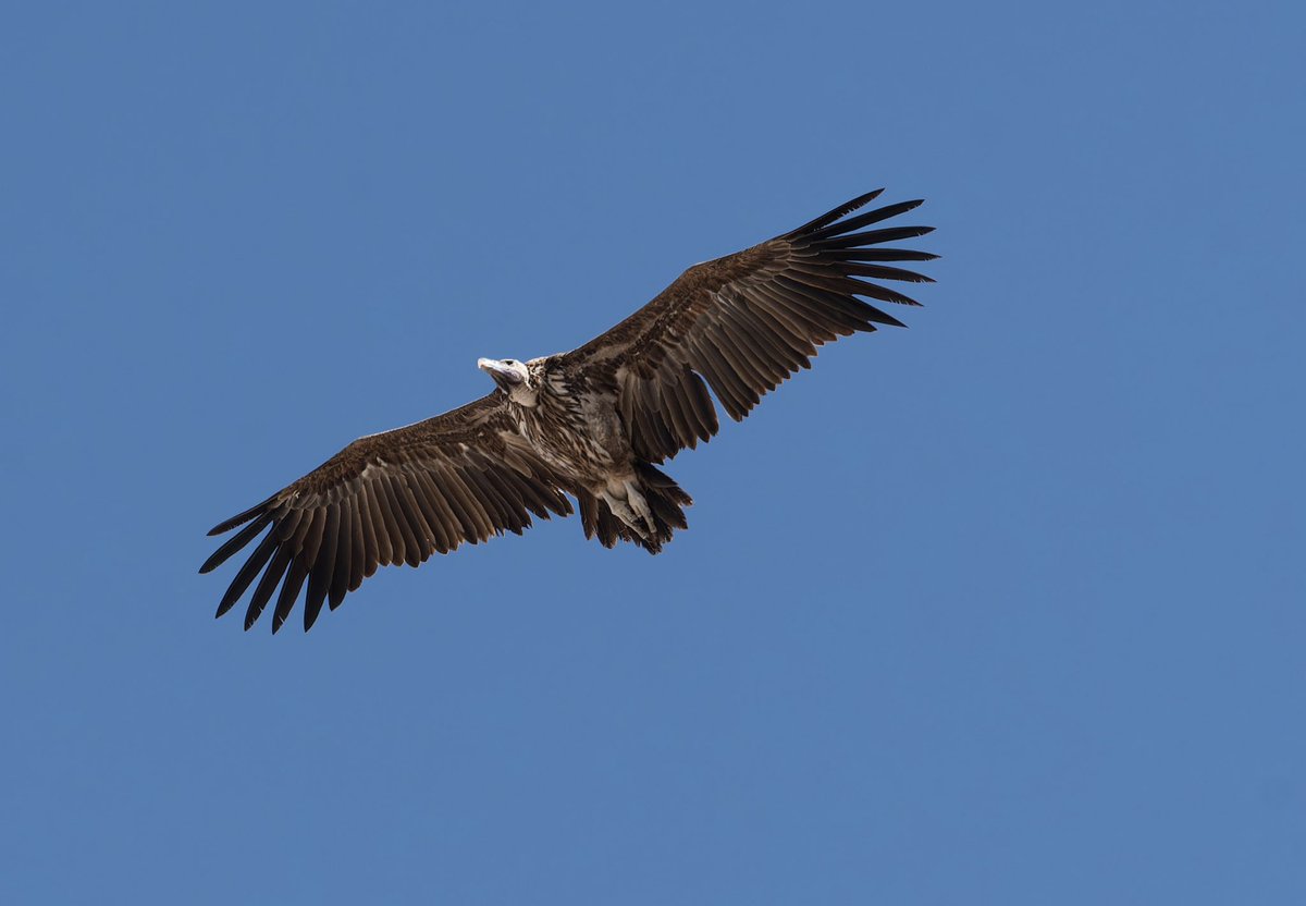 Lappet-faced Vultures are showing well around Al Mutaqa Waste Disposal Site, just south of Muscat. I counted 9+ yesterday, along with 1100 Egyptian Vultures!
#Oman #omanbirding #birds #birding #BirdsSeenIn2025