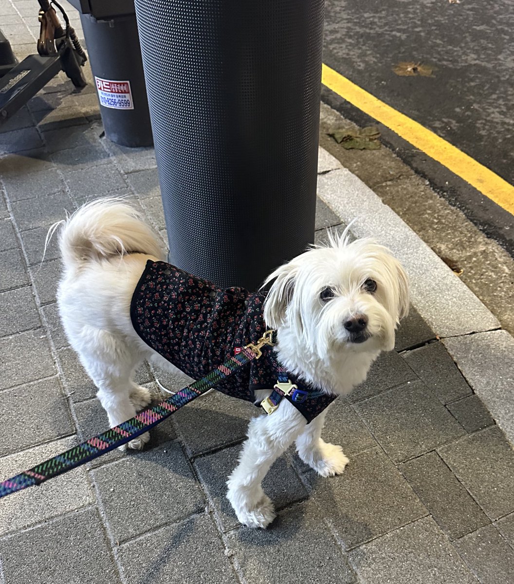 쟈근엄마 츄츄는 한나도 안추어!! 
쟈근엄마는 너무 추어 츄츄!!
(똔쌌으니 집에 바로 가자고 하는 자근엄마한테 눈으로 욕함)