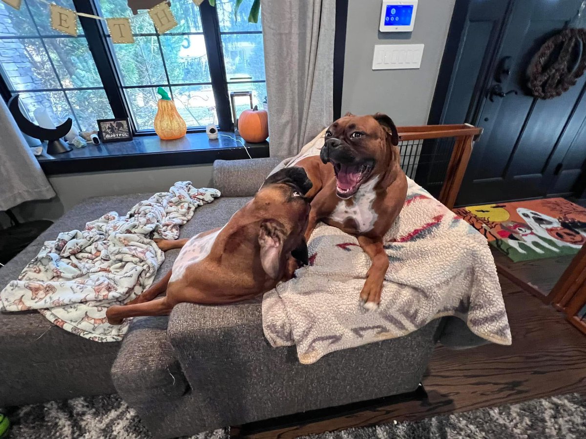 inntothenight's tweet image. Happy Thanksgiving!  

#boxerpuppy #boxerdogs #boxerlife 
#boxerlovers #boxersrock #boxersoftwitter #boxerdogsoftwitter #dogsoftwitter #dogsofx