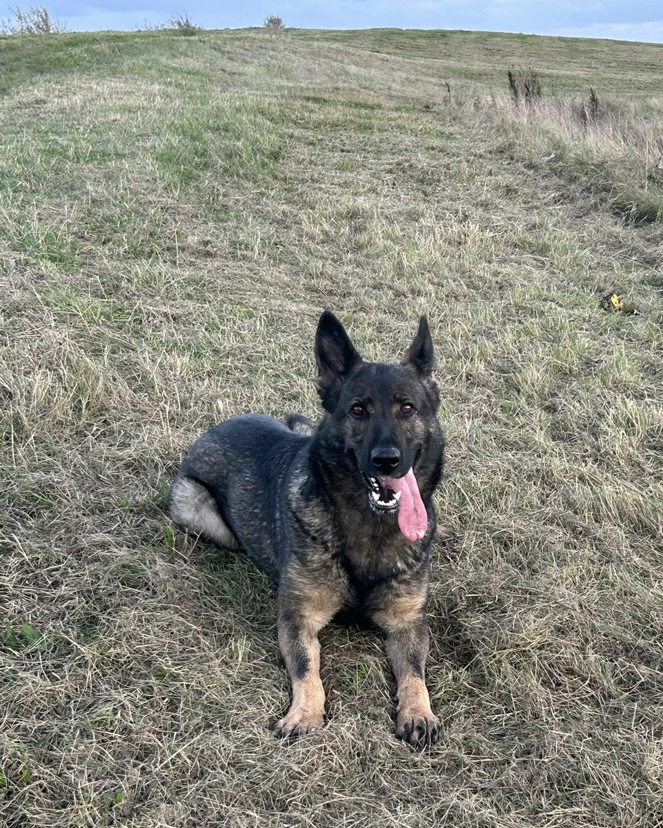 GMP Tactical Dog Unit tweet media