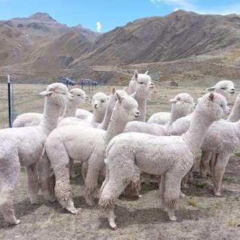 #Ayacucho | 🐑 Agro Rural del Midagri entregó reproductores de alta calidad genética a criadores alpaqueros de varios distritos de la región.

🔬#AgroQueProduce