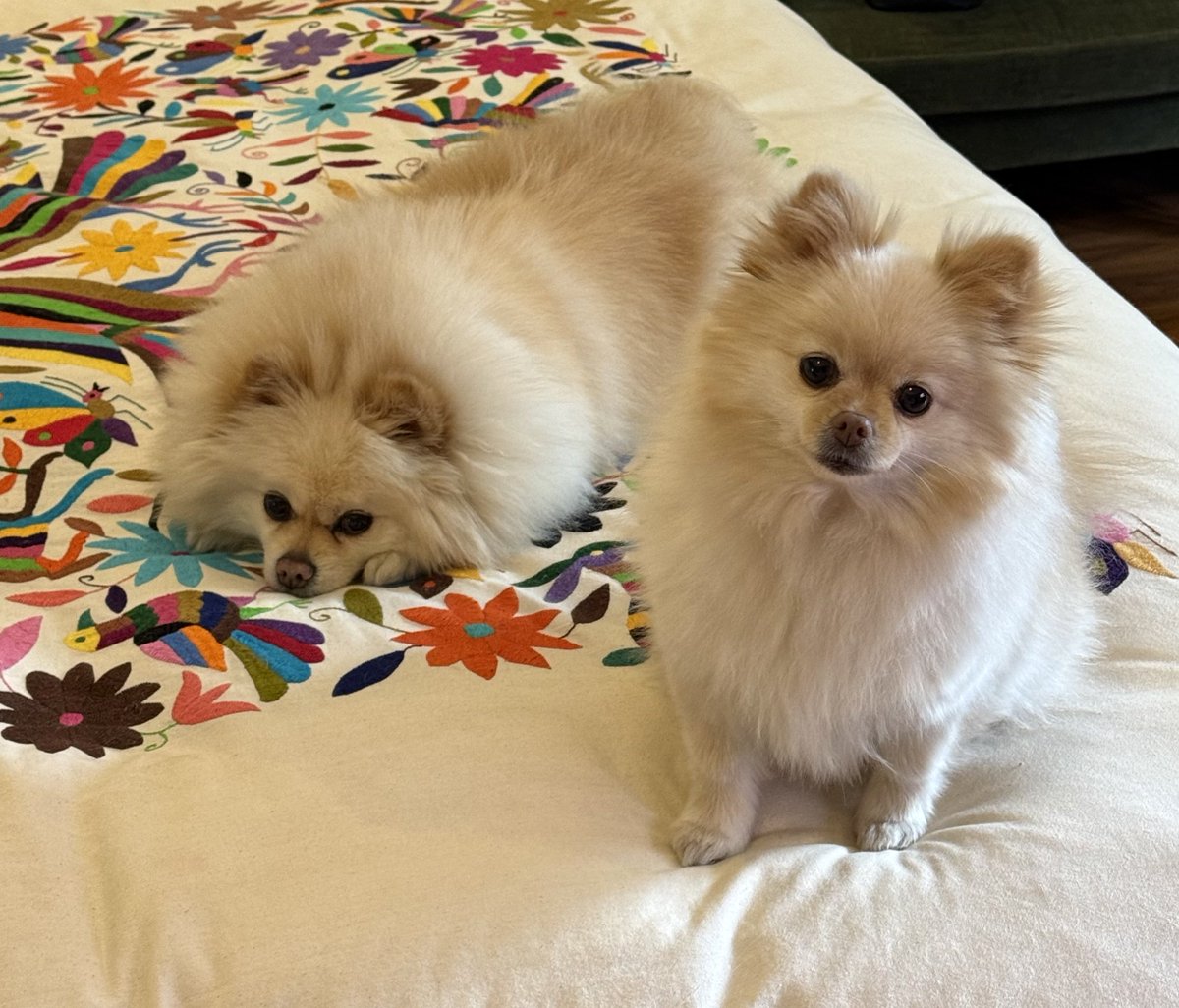 Hermosas Coco y Chanel ❤️❤️❤️