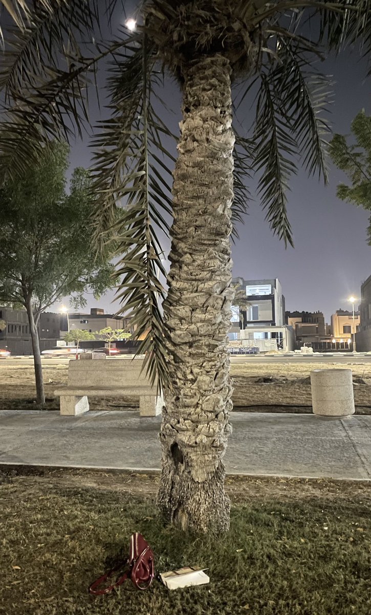 جلست تحت هذي النخلة و قريت كتابي لساعة، و بعدها جلست عند البحر و تأملت النجمات المتناثرة فوقي و انعكاسات الاضواء فوق الامواج و حسيت بلسعة برد تضرب بشرتي. ليلة جمعة كما يجب أن تكون عليه.