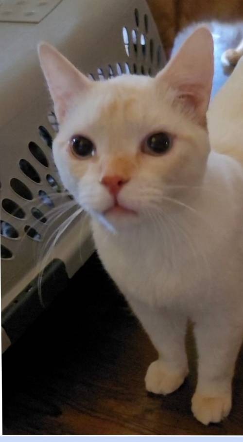 babydogfanclub's tweet image. happy happy gotcha day to baby dog!! i&apos;ve been saving this treat for everyone for this day - his petfinder pic and description!!