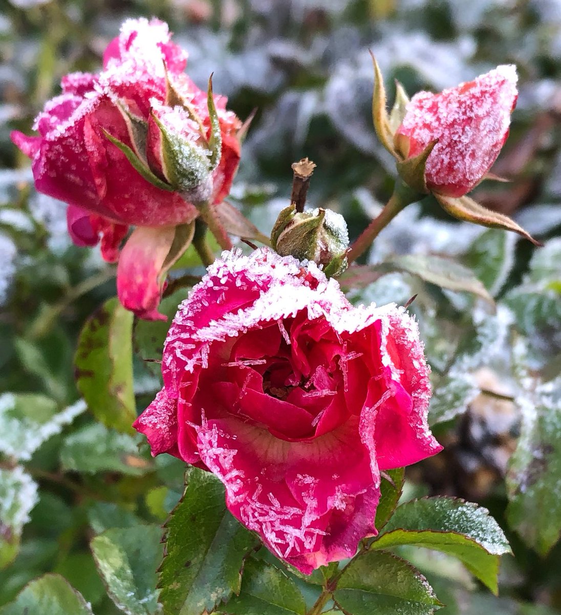 🌹❄️ ge