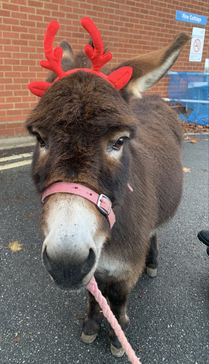 Due to receiving wonderful donations, we funded a visit from the lovely Mini Donks for patients at <a href="/NCHC_NHS/">NCH&C</a> Pine Cottage this week.

Jack and Pippin bought fun, joy and peace to the amputee rehabilitation facility including the staff! 💕