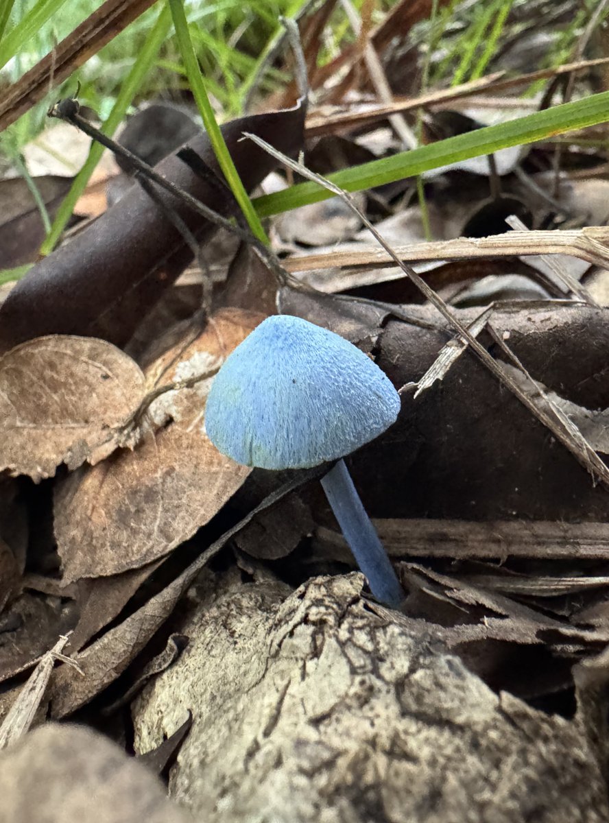 初めて見たソライロタケ@父島
時間が経つにつれて鮮やかな青から薄い色に変化します。色の変化まで本当に空のような綺麗なキノコです！